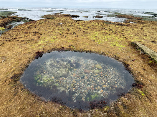 Tide Pooling in the AM