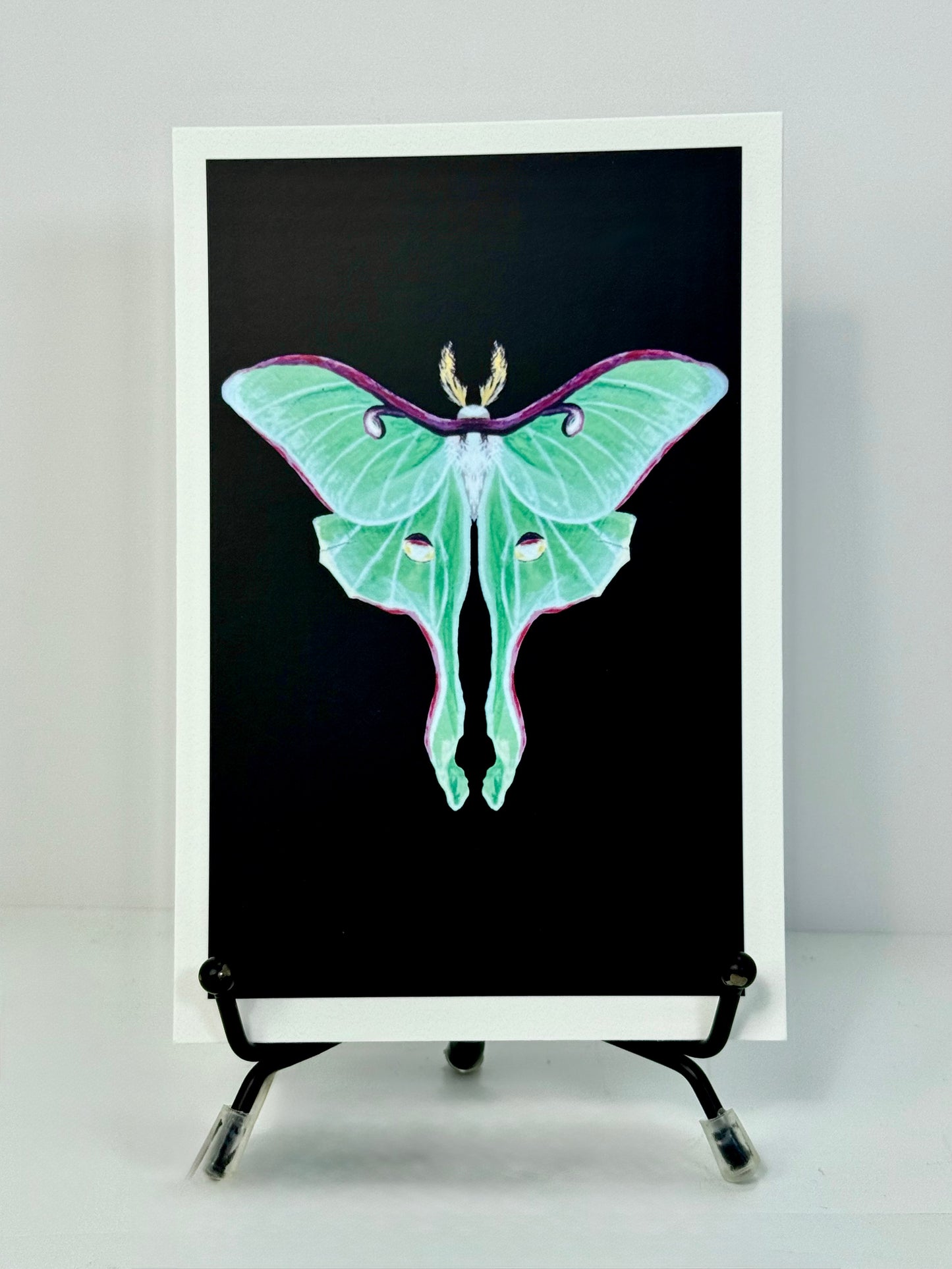 Luna Moth Art Print 4x6