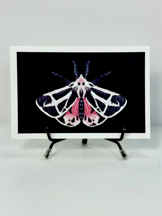 Tiger Moth Art Print 4x6
