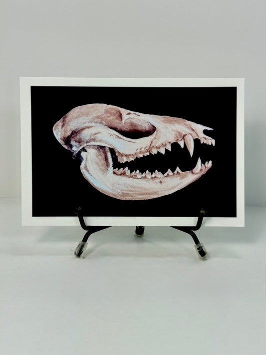 Possum Skull Art Print 4x6
