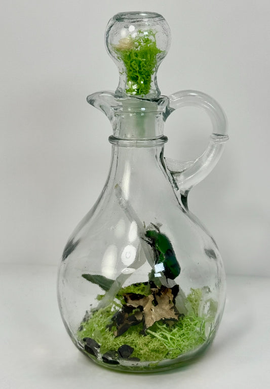 Beetle Jar